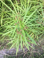 Cyperus ligularis