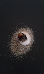 Otala lactea