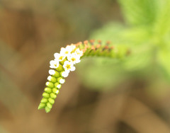 Heliotropium angiospermum