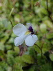 Mazus radicans