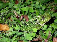 Gonocephalus kuhlii