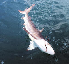 Carcharhinus brachyurus