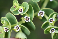 Euphorbia amplexicaulis