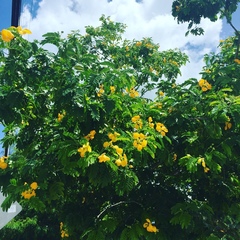 Gonopterodendron arboreum