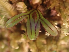 Hymenophyllum armstrongii