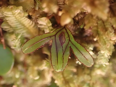 Hymenophyllum armstrongii
