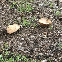 Clitocybe brunneocephala
