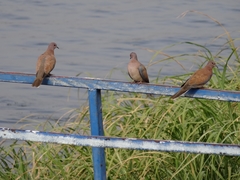 Streptopelia senegalensis