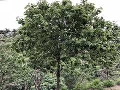 Heliocarpus terebinthinaceus