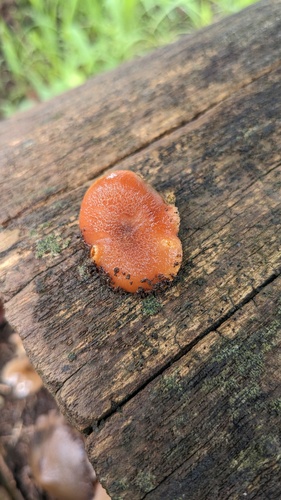Gymnopilus luteofolius