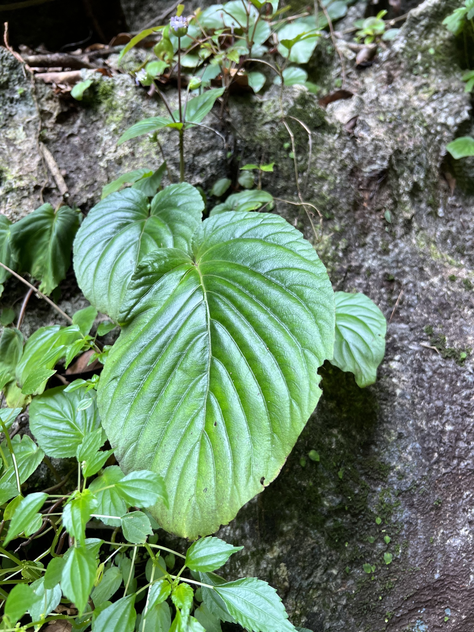 Epithema madulidii