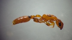 Pseudomyrmex simplex