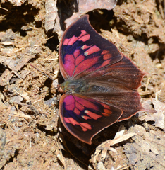 Fountainea centaurus