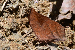 Fountainea centaurus