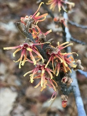 Hamamelis ovalis