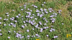Convolvulus sabatius