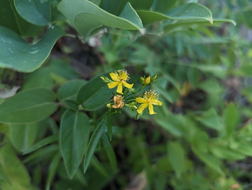 Hypericum adpressum, photograph 5