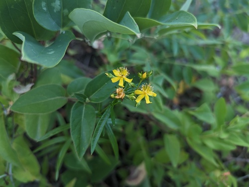 Hypericum adpressum, photograph 6