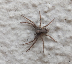 Pulchellodromus