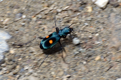 Pseudoxycheila bipustulata