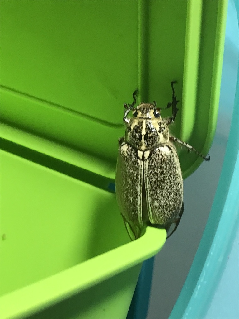 Polyphylla ragusae aliquoi