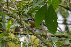 Pipraeidea melanonota
