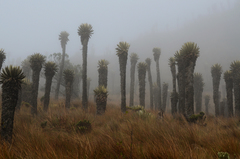 Espeletia hartwegiana