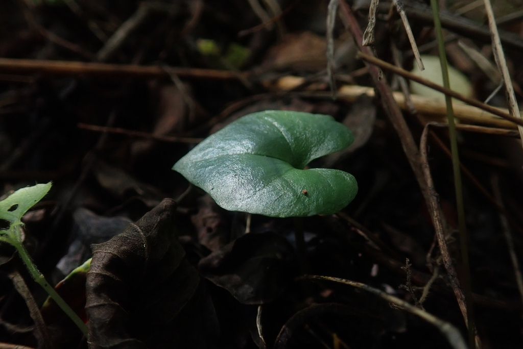 Nervilia lilacea