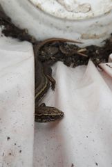 Oligosoma inconspicuum