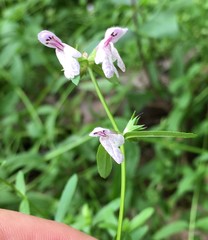Stachys hyssopifolia
