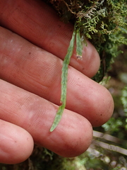 Notogrammitis angustifolia