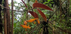 Columnea strigosa