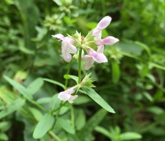 Stachys hyssopifolia