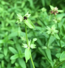 Stachys hyssopifolia
