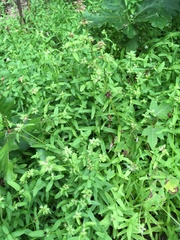 Stachys hyssopifolia