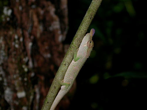 Mount Amber Blue-nosed Chameleon