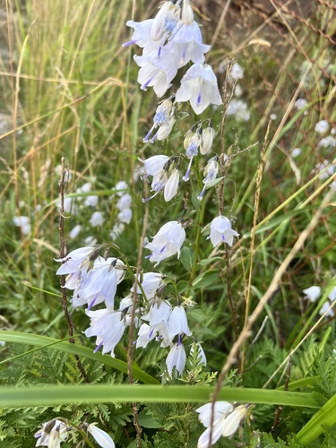 Adenophora pereskiifolia iNat (2)