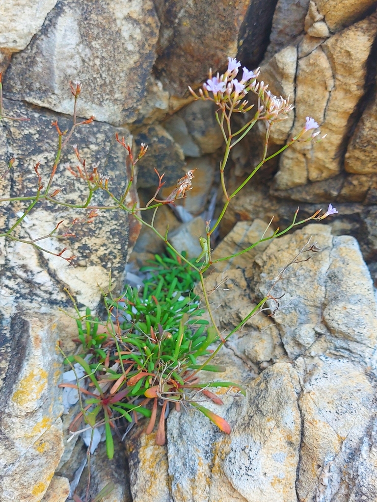 Limonium ilvae