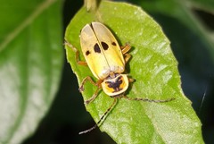 Chauliognathus flavipes