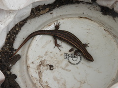 Oligosoma inconspicuum