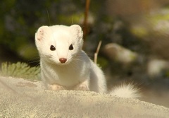 Mustela