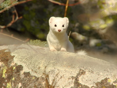 Mustela
