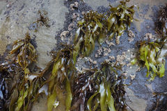 Pachymenia dichotoma