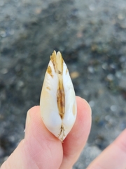 Macoma inquinata