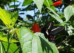 Parides proneus