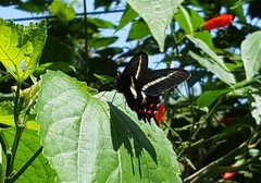 Parides proneus