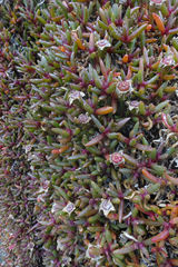 Disphyma australe australe