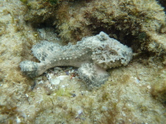 Paraploactis intonsa