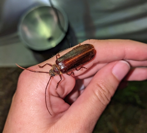 iNaturalist observation photo of Hairy Pine Borer