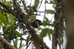 Anabacerthia variegaticeps